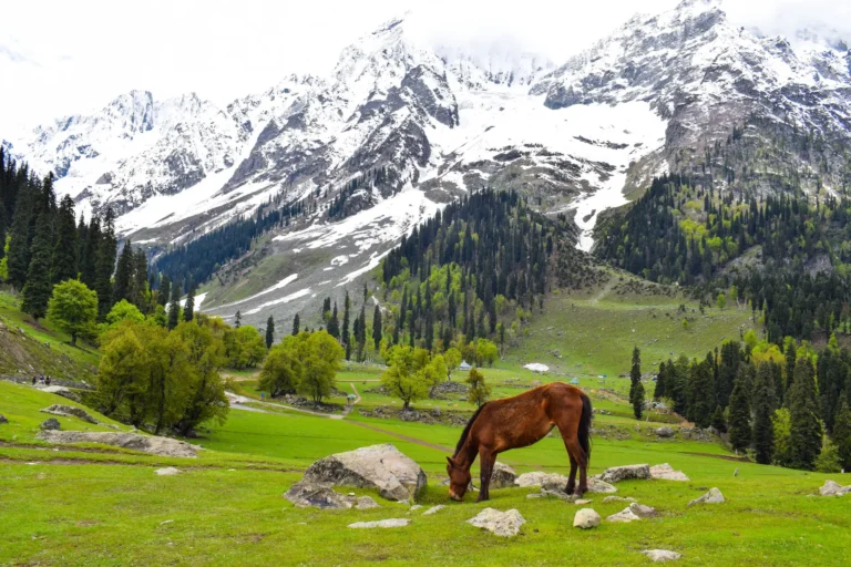 Kashmir-Tourism-Best-of-Kashmir